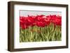 Tulip Field-ErikdeGraaf-Framed Photographic Print