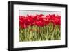 Tulip Field-ErikdeGraaf-Framed Photographic Print