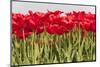 Tulip Field-ErikdeGraaf-Mounted Photographic Print