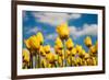 Tulip Field-ErikdeGraaf-Framed Photographic Print