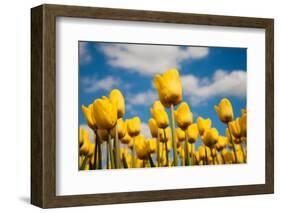 Tulip Field-ErikdeGraaf-Framed Photographic Print