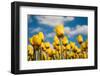 Tulip Field-ErikdeGraaf-Framed Photographic Print