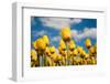 Tulip Field-ErikdeGraaf-Framed Photographic Print