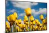 Tulip Field-ErikdeGraaf-Mounted Photographic Print