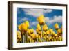 Tulip Field-ErikdeGraaf-Framed Photographic Print