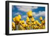 Tulip Field-ErikdeGraaf-Framed Photographic Print