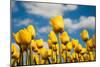 Tulip Field-ErikdeGraaf-Mounted Photographic Print