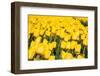 Tulip Field-ErikdeGraaf-Framed Photographic Print