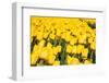 Tulip Field-ErikdeGraaf-Framed Photographic Print