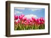 Tulip Field-ErikdeGraaf-Framed Photographic Print