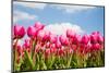 Tulip Field-ErikdeGraaf-Mounted Photographic Print