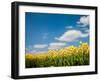 Tulip Field-ErikdeGraaf-Framed Photographic Print