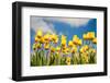 Tulip Field-ErikdeGraaf-Framed Photographic Print