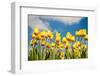 Tulip Field-ErikdeGraaf-Framed Photographic Print