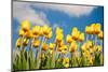 Tulip Field-ErikdeGraaf-Mounted Photographic Print