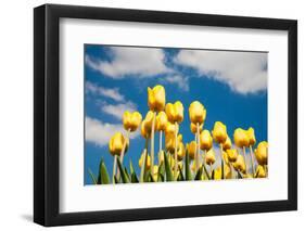 Tulip Field-ErikdeGraaf-Framed Photographic Print