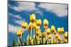 Tulip Field-ErikdeGraaf-Mounted Photographic Print