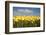 Tulip Field-ErikdeGraaf-Framed Photographic Print