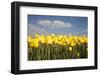 Tulip Field-ErikdeGraaf-Framed Photographic Print