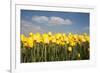 Tulip Field-ErikdeGraaf-Framed Photographic Print