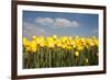 Tulip Field-ErikdeGraaf-Framed Photographic Print