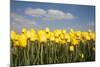 Tulip Field-ErikdeGraaf-Mounted Photographic Print