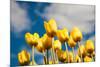 Tulip Field-ErikdeGraaf-Mounted Photographic Print