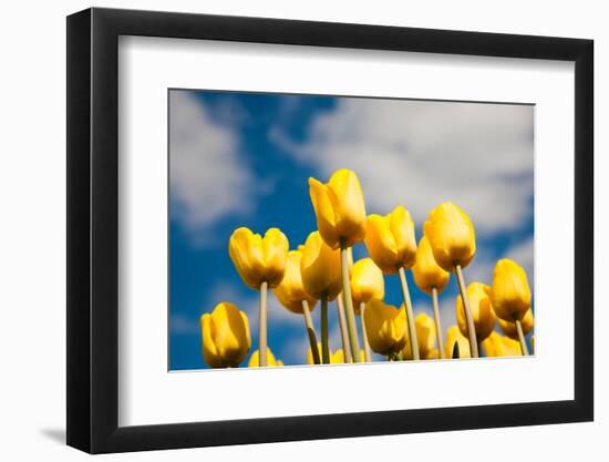 Tulip Field-ErikdeGraaf-Framed Photographic Print