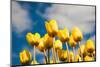 Tulip Field-ErikdeGraaf-Mounted Photographic Print