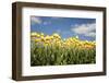 Tulip Field-ErikdeGraaf-Framed Photographic Print