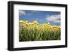 Tulip Field-ErikdeGraaf-Framed Photographic Print