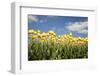 Tulip Field-ErikdeGraaf-Framed Photographic Print