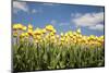 Tulip Field-ErikdeGraaf-Mounted Photographic Print