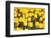 Tulip Field-ErikdeGraaf-Framed Photographic Print