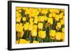 Tulip Field-ErikdeGraaf-Framed Photographic Print