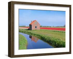 Tulip Field-hansenn-Framed Photographic Print