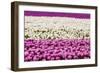 Tulip Field-Marco Jorissen-Framed Photographic Print