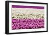 Tulip Field-Marco Jorissen-Framed Photographic Print