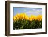 Tulip Field-ErikdeGraaf-Framed Photographic Print