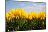 Tulip Field-ErikdeGraaf-Mounted Photographic Print