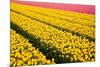 Tulip Field-ErikdeGraaf-Mounted Photographic Print