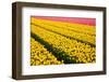 Tulip Field-ErikdeGraaf-Framed Photographic Print