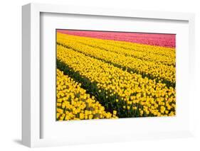 Tulip Field-ErikdeGraaf-Framed Photographic Print