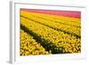 Tulip Field-ErikdeGraaf-Framed Photographic Print