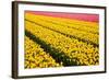 Tulip Field-ErikdeGraaf-Framed Photographic Print