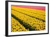 Tulip Field-ErikdeGraaf-Framed Photographic Print