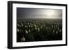 Tulip field-Maciej Duczynski-Framed Photographic Print