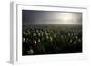 Tulip field-Maciej Duczynski-Framed Photographic Print