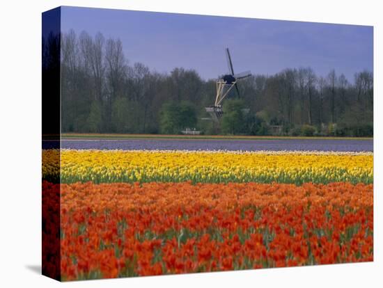 Tulip Fields and Windmill Near Keukenhof, Holland (The Netherlands), Europe-Gavin Hellier-Stretched Canvas