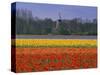 Tulip Fields and Windmill Near Keukenhof, Holland (The Netherlands), Europe-Gavin Hellier-Stretched Canvas